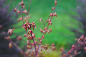 Red Japanese maple plant outdoor in sunny backyard