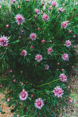 native Australian candy cone isopogon plant with pink flowers outdoor in beautiful tropical