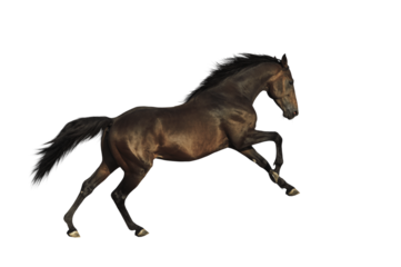 Bay horse isolated 