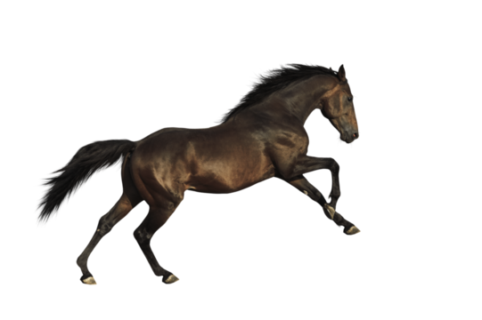 Bay horse isolated 