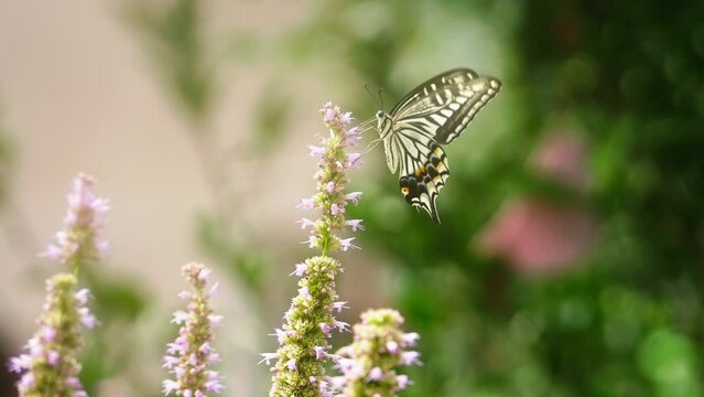 butterfly on a flower slow motion
