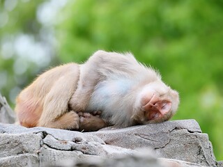 岩の上で丸くなり眠るアカゲザル