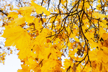 Fall leaves in park Fall leaves in park