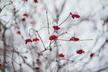Red ripe ashberries covered with snow on winter day