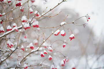 Red ripe ashberries covered with snow on winter day