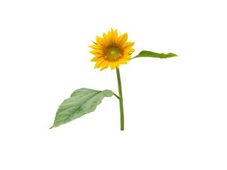 Fototapeta premium Sunflower round flower head with leaves and steam isolated transparent png