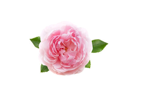 Pink antique rose flower with leaves isolated transparent png
