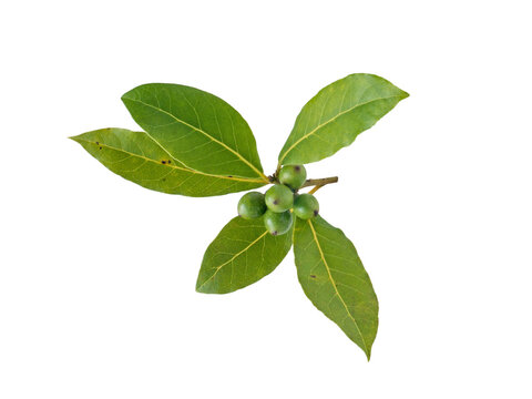 Bay laurel leaves and berries isolated transparent png. Laurus nobilis branch with drupes.
