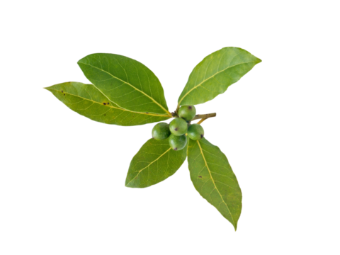 Bay laurel leaves and berries isolated transparent png. Laurus nobilis branch with drupes.