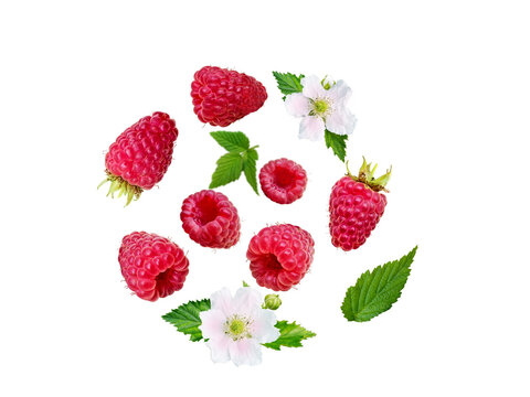 Flying Raspberry Swirl. Ripe And Juicy Red Berries, Fresh Leaves And Flowers Isolated Transparent Png.