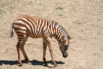 Fototapeta na wymiar Young Zebra searching for food in Kenya, Africa