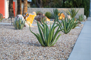 Aménagement paysager du désert à Palm Springs en Californie
