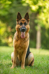 german shepherd dog