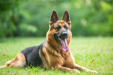 german shepherd dog