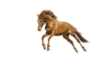 Isolated ginger horse in gallop