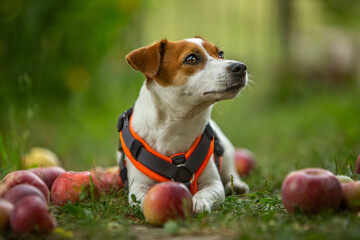 jack russell terrier apples village autumn