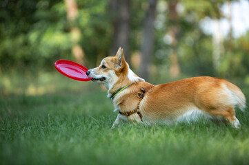 
welsh corgi pembroke green summer