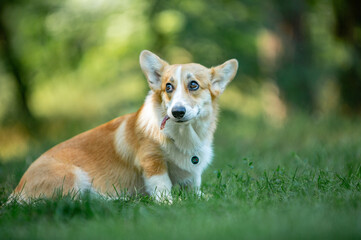
welsh corgi pembroke green summer