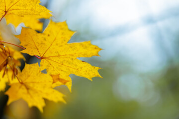 Yellow maple leaves on a blurred background. Autumn season. Copy space