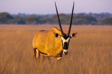 Gemsbok - Oryx gazella -  standing in savanna in the morning sun light at Central Kalahari Desert...