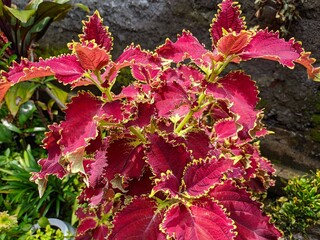 a photo of an ornamental plant called coleus. red and beautiful