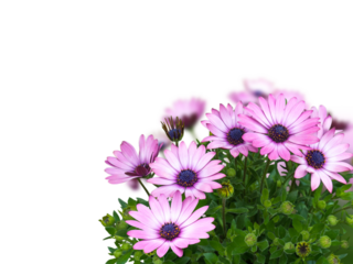 African daisy or osteospermum blue-eyed pink flowers corner bouquet isolated transparent png