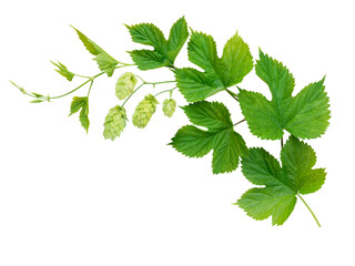 Hop branch with leaves and flowers isolated transparent png - obrazy, fototapety, plakaty