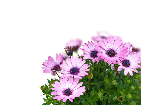 African daisy or osteospermum blue-eyed pink flowers corner bouquet isolated transparent png