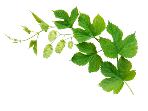 Hop branch with leaves and flowers isolated transparent png