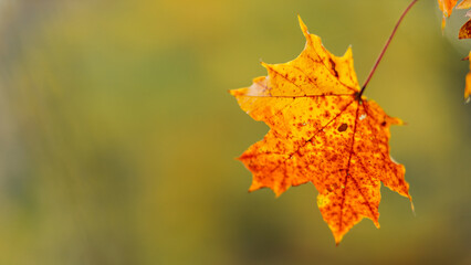 Red orange maple leaves. Autumn background with bright colorful leaves. Copy space