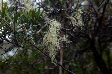 Lake St Clair Australia, moss with raindrops on tree branch