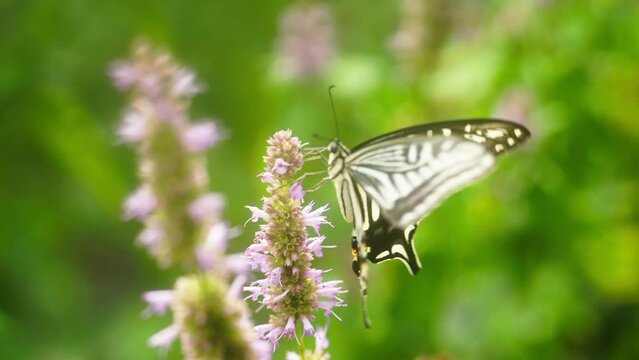 beautiful insect nature slow motion clip butterfly flapping wings on the flower