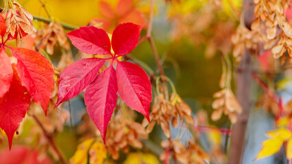 Colorful background of fallen autumn leaves. Bright red leaves of wild grapes. Autumn concept