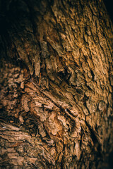 Brown tree bark, wood texture