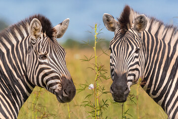 Portrait of two plains zebras - Equus quagga - with green-yellow grass and sky in background. Photo...