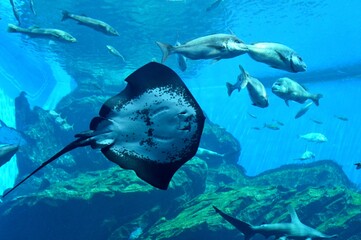 ホシエイ © photolife95