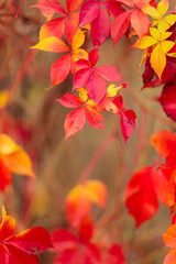 Colorful background of fallen autumn leaves. Bright red leaves of wild grapes. Autumn concept