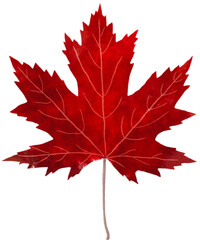 maple leave PNG