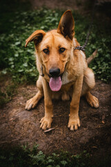 Rural dog on the street, high quality