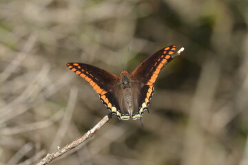 Farfalla del corbezzolo, Charaxes jasius, 