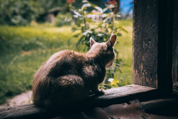 Rural dog on the street, high quality
