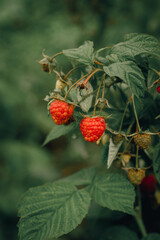 Raspberry plantation on the farm, high quality