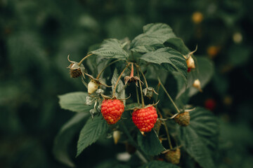Raspberry plantation on the farm, high quality