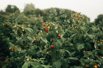 Raspberry plantation on the farm, high quality