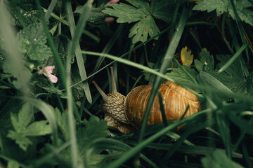 A snail in the grass, a snail eats grass, green grass