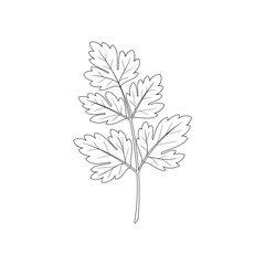 Parsley, herbs. Hand drawn vector illustration. 