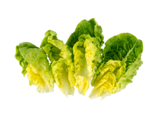 Little gem lettuce salad baby leaves isolated transparent png