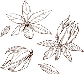 Outlined hand drawind geometrical blossoming flower pack, Ylang-Ilang line art