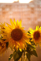 Naklejka premium Bunch of sunflowers in vase on windowsill