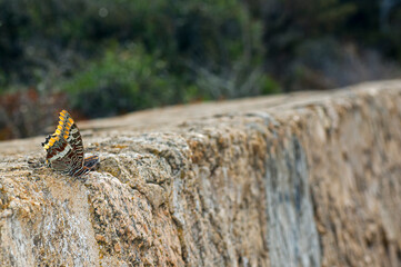Farfalla del corbezzolo, Charaxes jasius, 